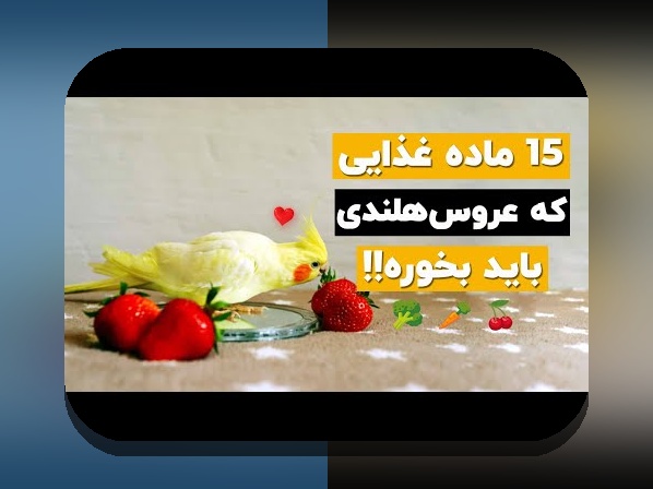 اطلاعات درباره عروس هلندی: راهنمای جامع برای علاقمندان به این پرنده محبوب در سایت شرط بندی